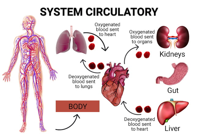 Circulation Problems Vein Endovascular Medical Care