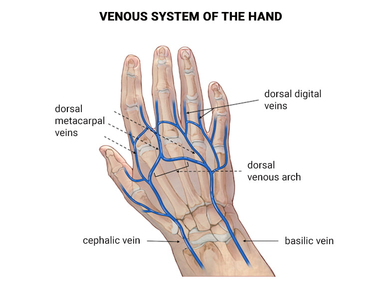 large veins in hands
